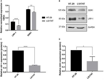 LRP-1 Promotes Colon Cancer Cell Proliferation in 3D Collagen Matrices by Mediating DDR1 Endocytosis